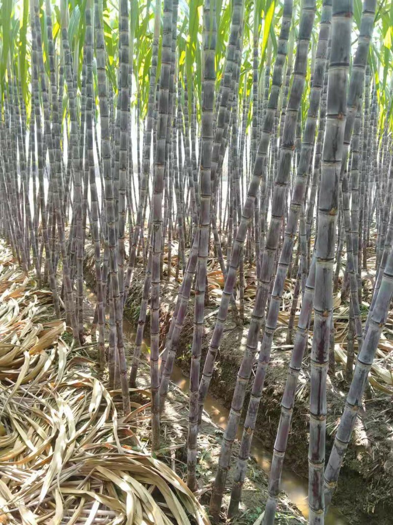 广西黑皮甘蔗产地直供，一手货源没有中间价，免费视频看货
