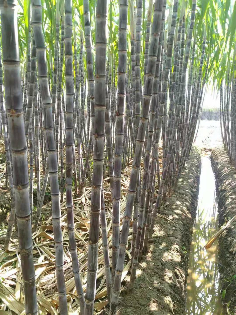 广西黑皮甘蔗脆甜多汁，颜色好，节巴均匀，质量保证
