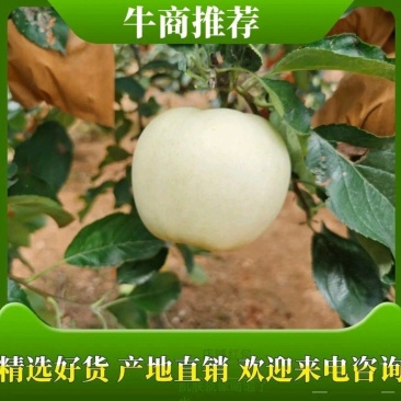 瓦房店黄元帅苹果，基地直供，现摘现发，货源稳定供货全国