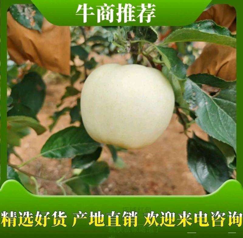 瓦房店黄元帅苹果，基地直供，现摘现发，货源稳定供货全国