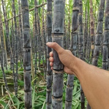 精品甘蔗产地直发皮薄汁多口感好提供便宜回程车