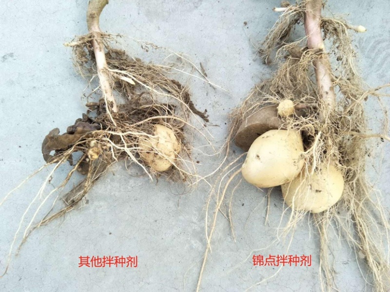 錦点土豆拌种新科技土豆拌种剂