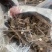 鲜白芍，山东菏泽本地货。