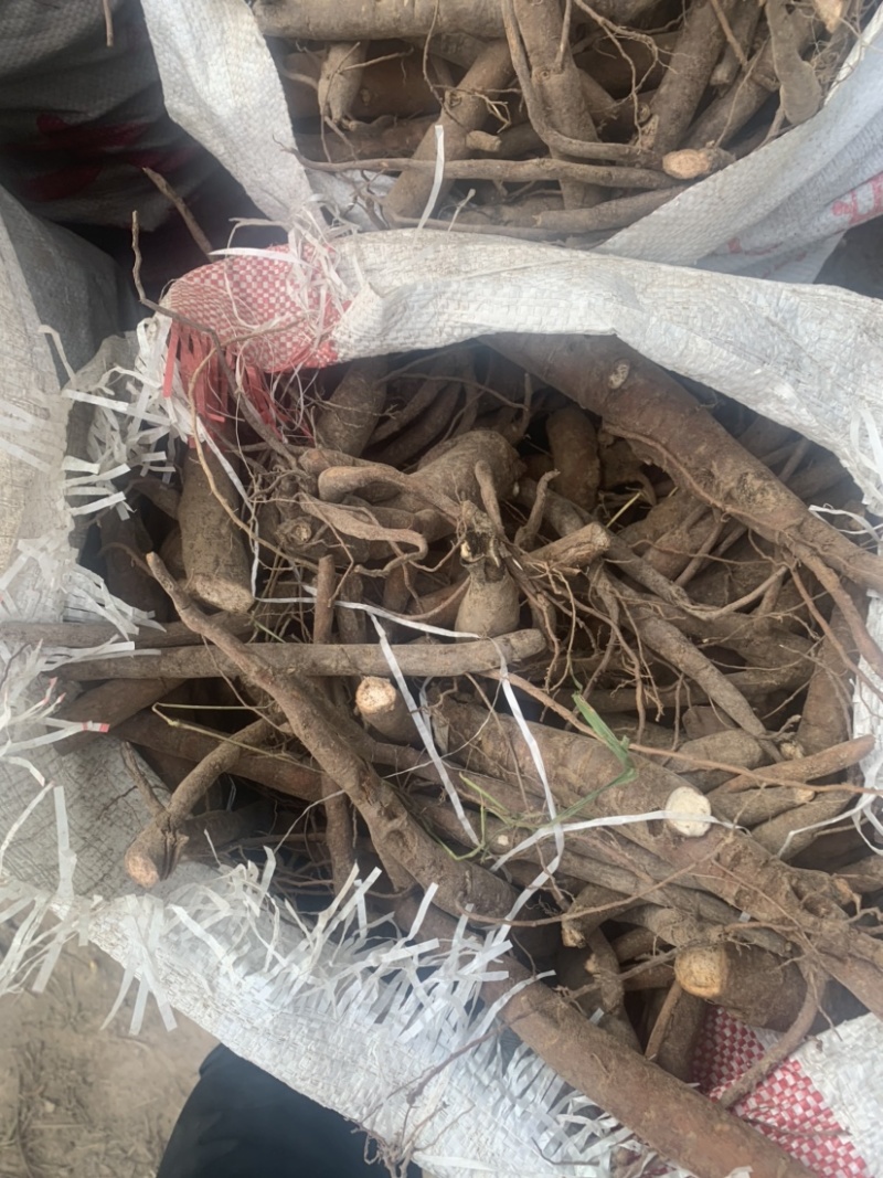 鲜白芍，山东菏泽本地货。