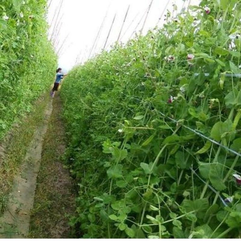 大白菜/何兰豆/长寿仁