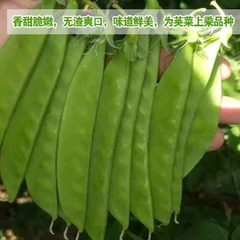 大白菜/何兰豆/长寿仁