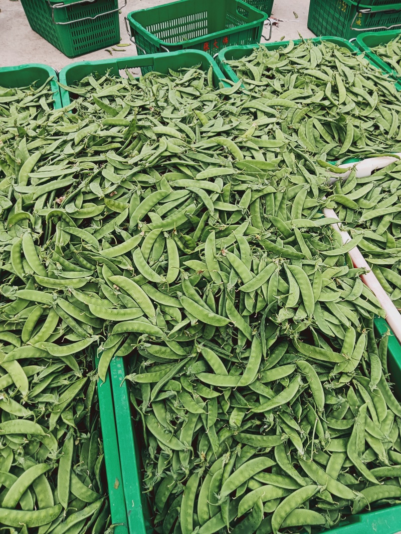 大白菜/何兰豆/长寿仁