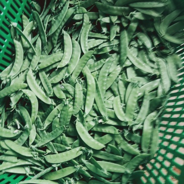 大白菜/何兰豆/长寿仁