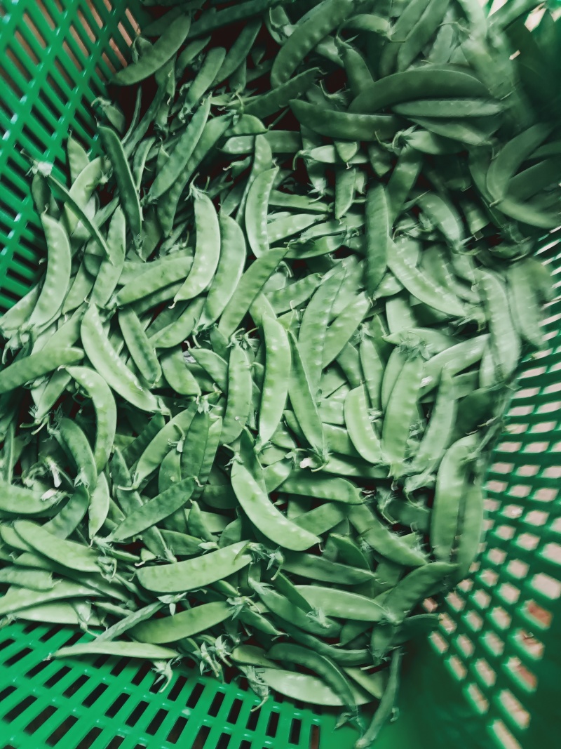 大白菜/何兰豆/长寿仁