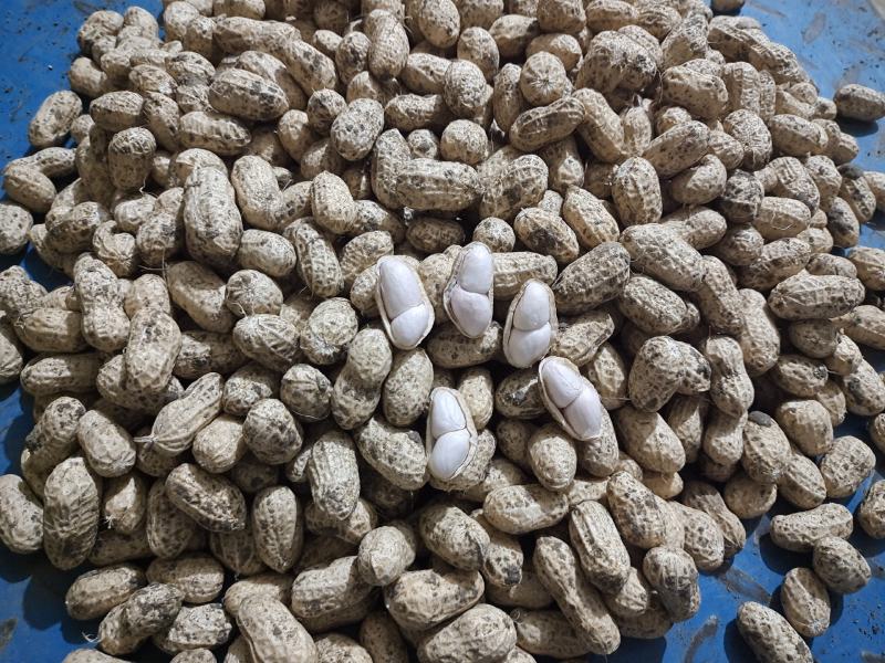 正宗罗汉果，小巧精致，口感好，都是人工手选精品过筛
