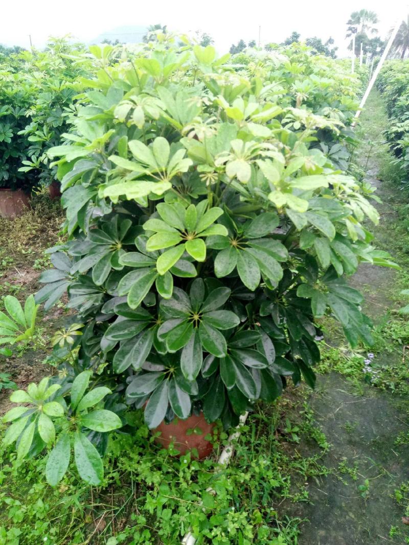 鸭掌木苗【特耐阴观叶植物，室内室外也可以摆放】