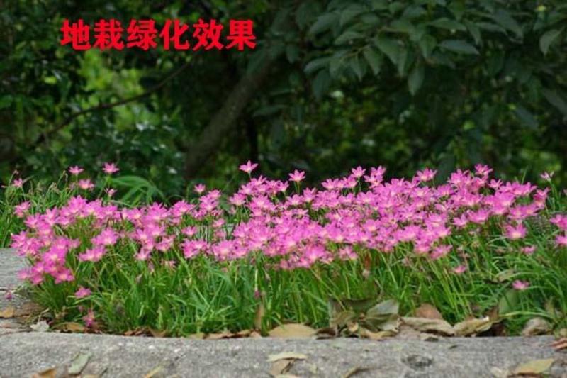 风雨兰种球韭兰葱兰花多年生花苗耐阴四季开花室内外庭院花卉