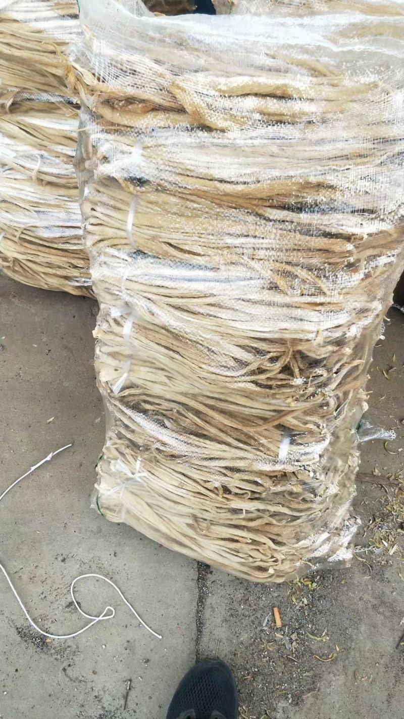 吉林省长岭县白萝卜，萝卜干基地大量上市，欢迎前来考察