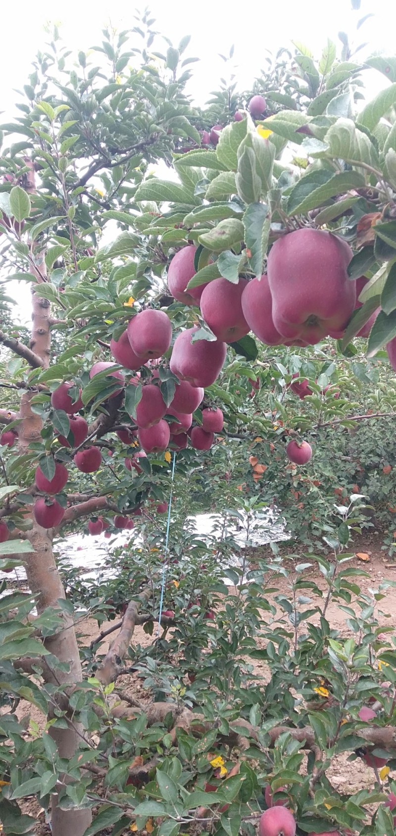 红星苹果