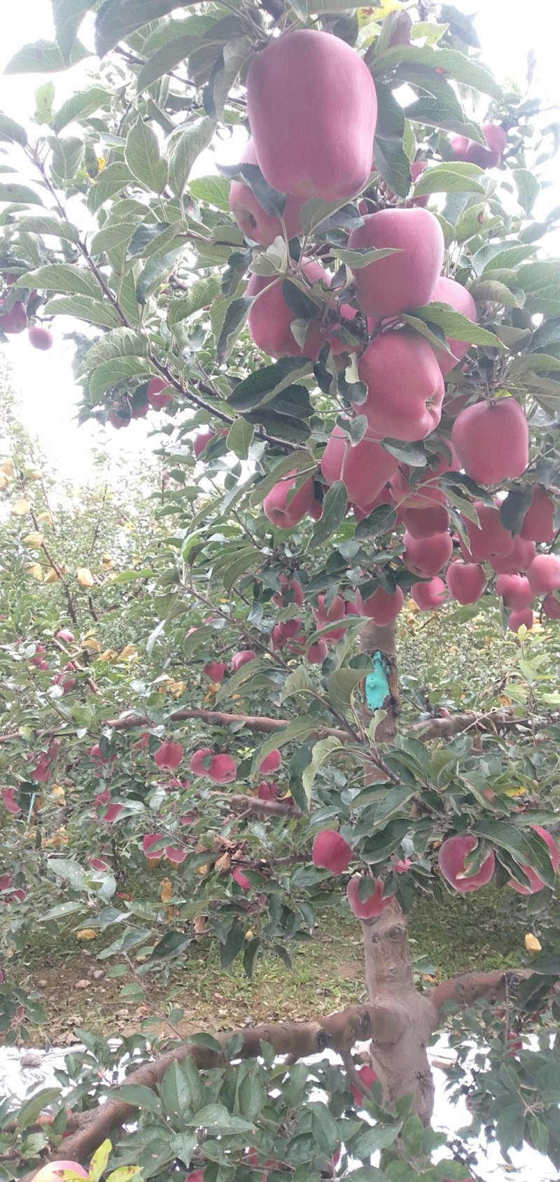 红星苹果