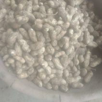 鲜花生，精品冀优4花生，海量货源质量好，