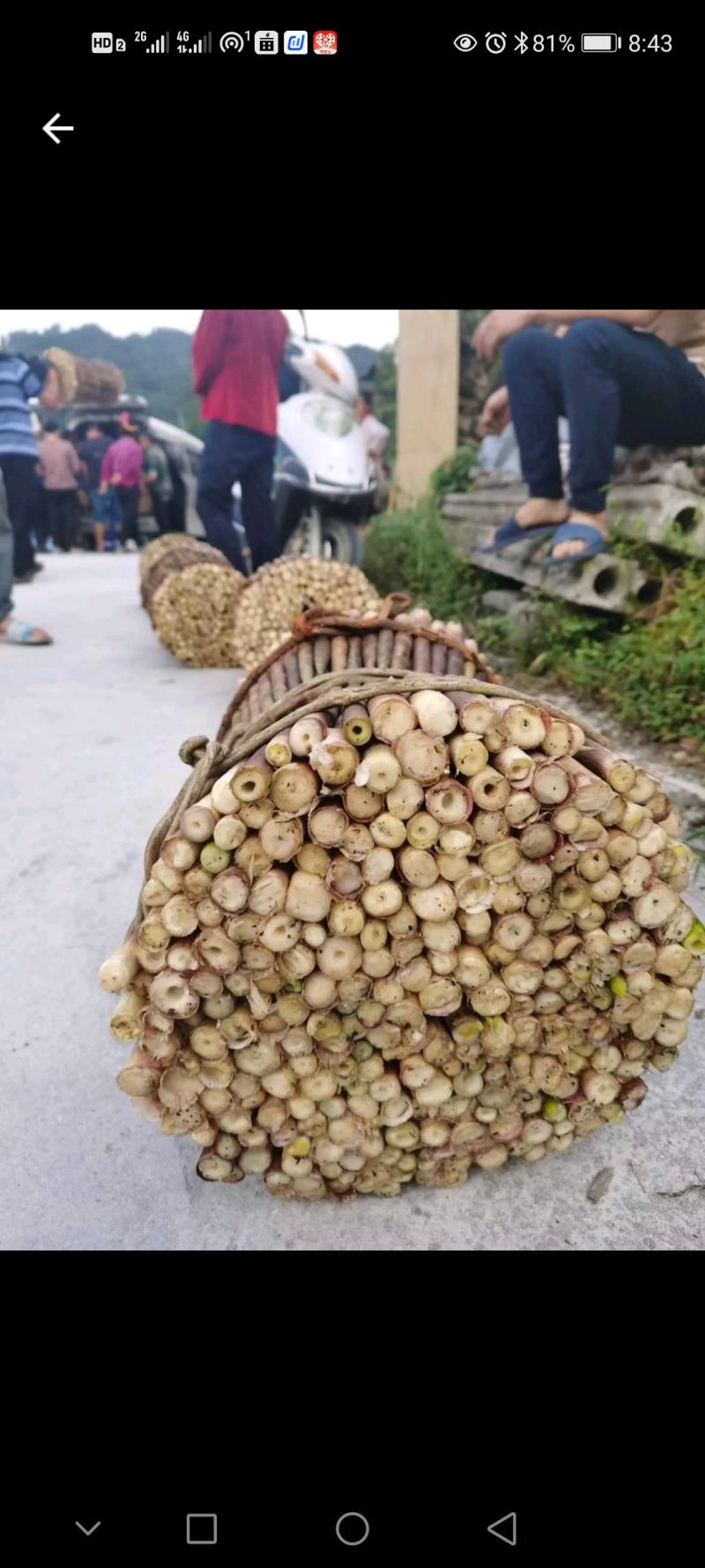 小竹笋八月笋四方贵州天然高山野生小竹笋产地直发腌笋加工