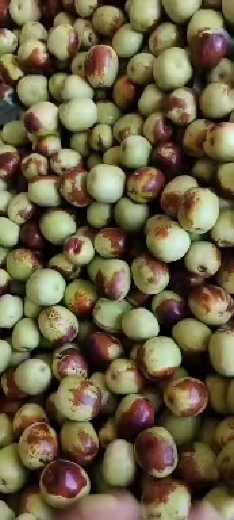 水果枣鲜枣尝鲜水果鲜食嫁接大枣新品种
