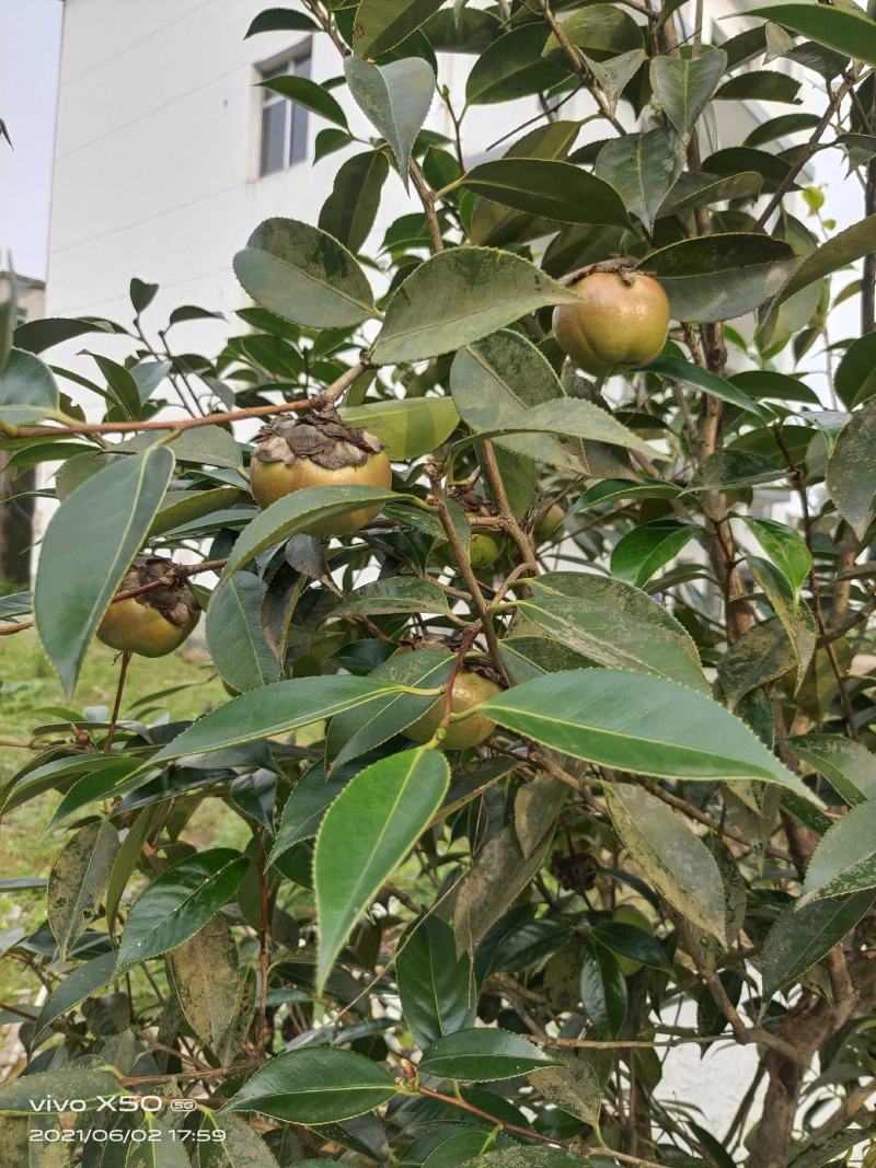 油茶苗