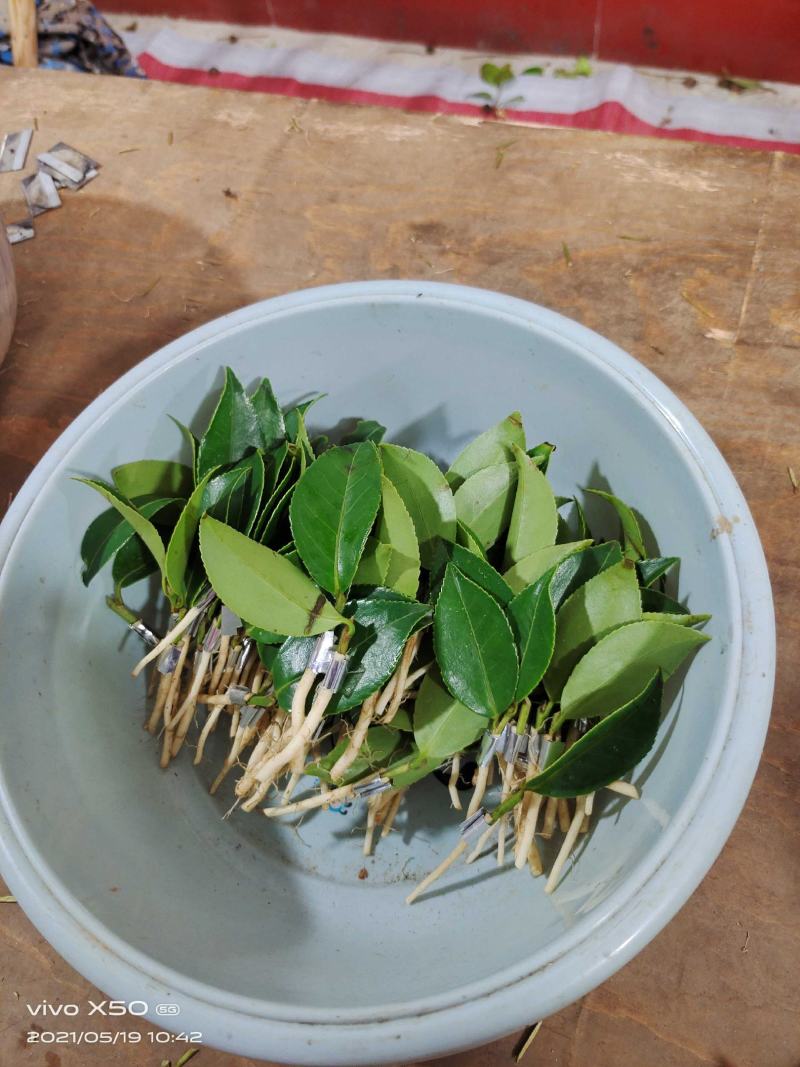 油茶苗