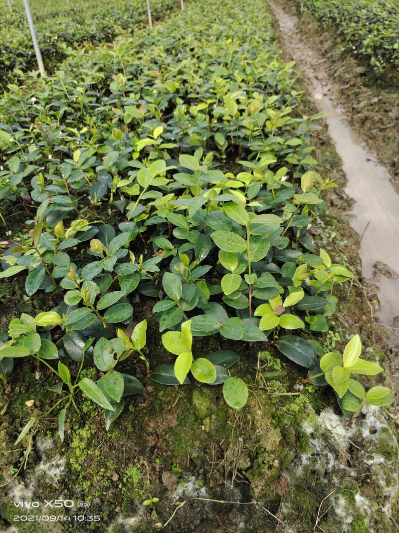油茶苗
