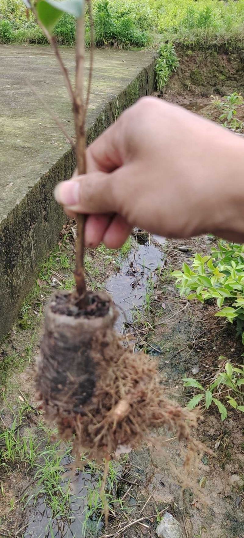 油茶苗