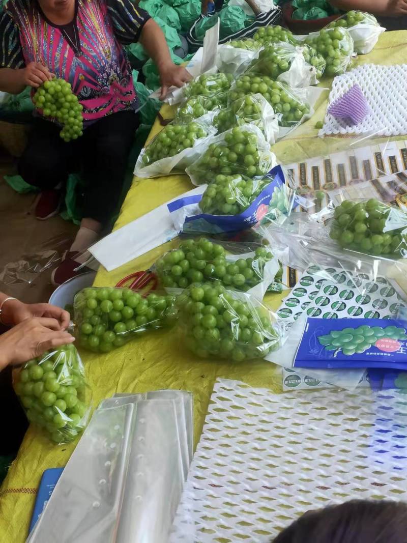 陕西省礼泉县精品阳光玫瑰葡萄大量上市了！有需要的随时订购