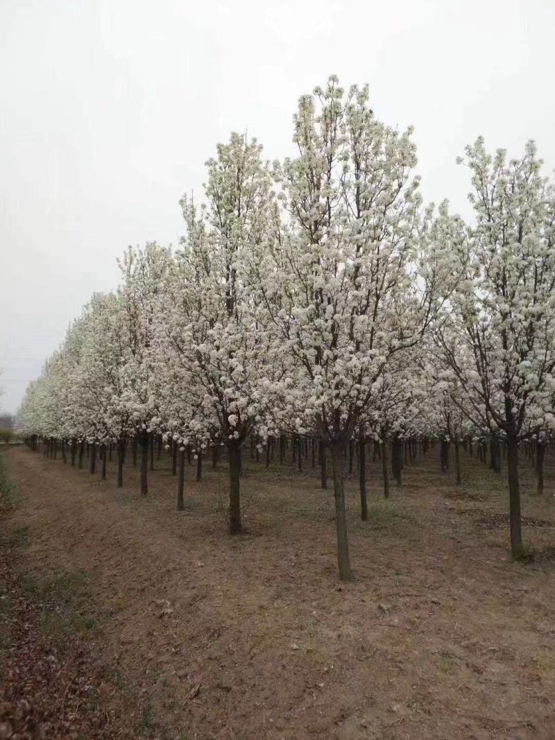 彩叶豆梨精品彩叶豆梨种植基地直发10公分价格