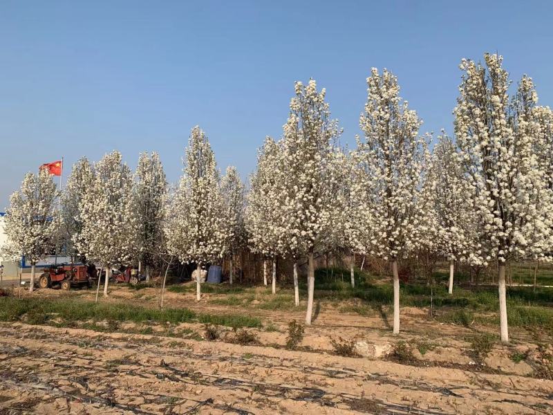 彩叶豆梨精品彩叶豆梨种植基地直发10公分价格