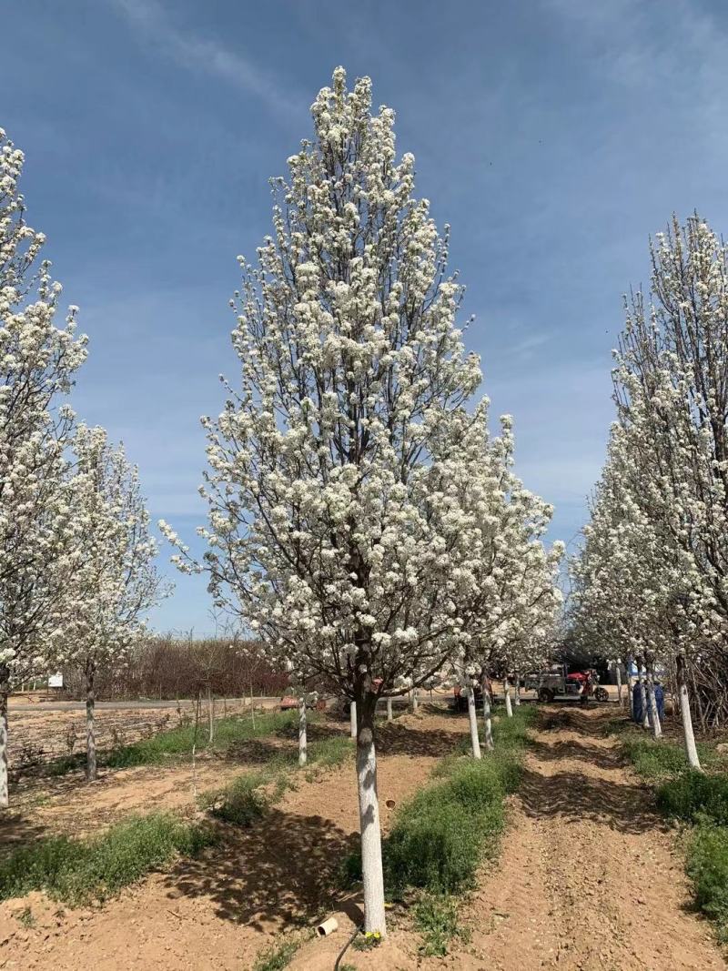 彩叶豆梨精品彩叶豆梨种植基地直发10公分价格