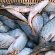 红尾巴生态鲤鱼精品全鳞鲤鱼成品鲤鱼