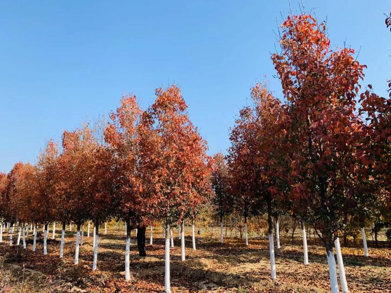 彩叶豆梨精品彩叶豆梨种植基地直发12公分规格齐全