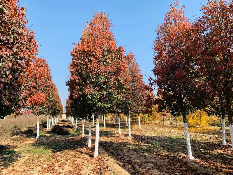 彩叶豆梨精品彩叶豆梨种植基地直发12公分规格齐全
