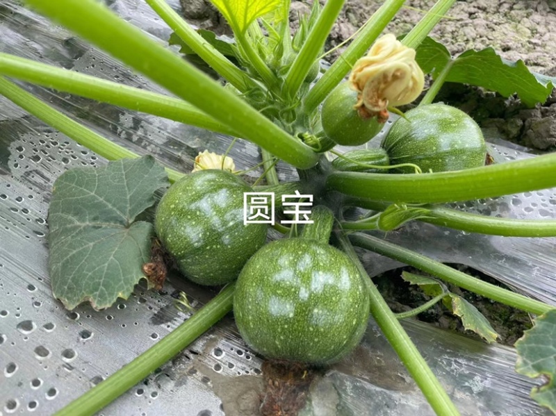 高档品种圆宝小瓜无蔓南瓜种子嫩南瓜种子绿色油绿圆瓜