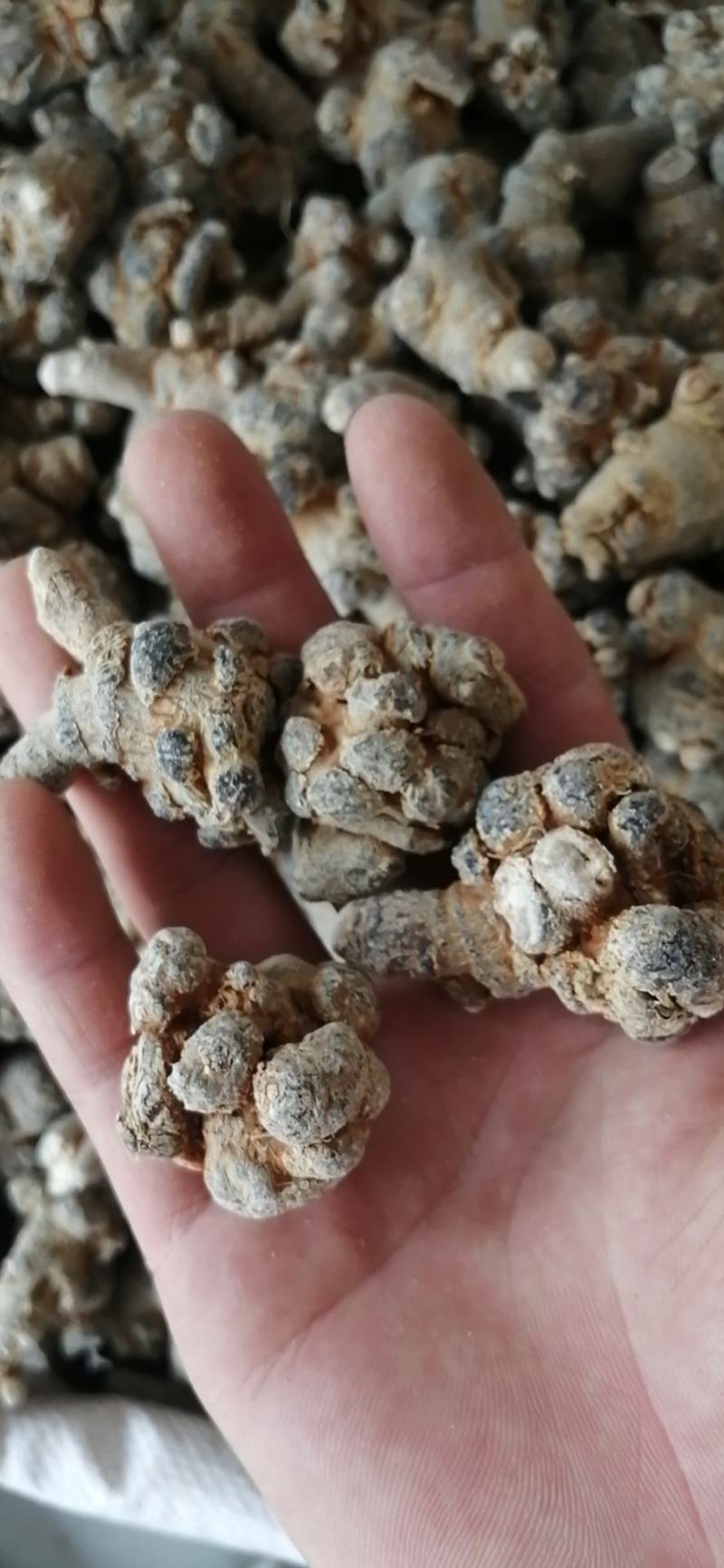 三七中药材三七无硫无添加经营各种规格免费磨粉