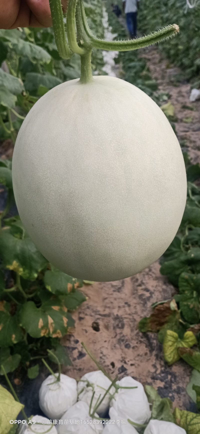 玉菇上市