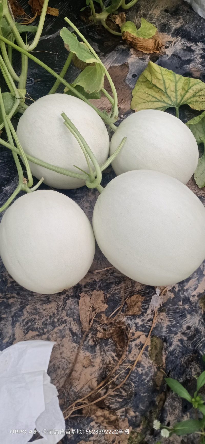 玉菇上市