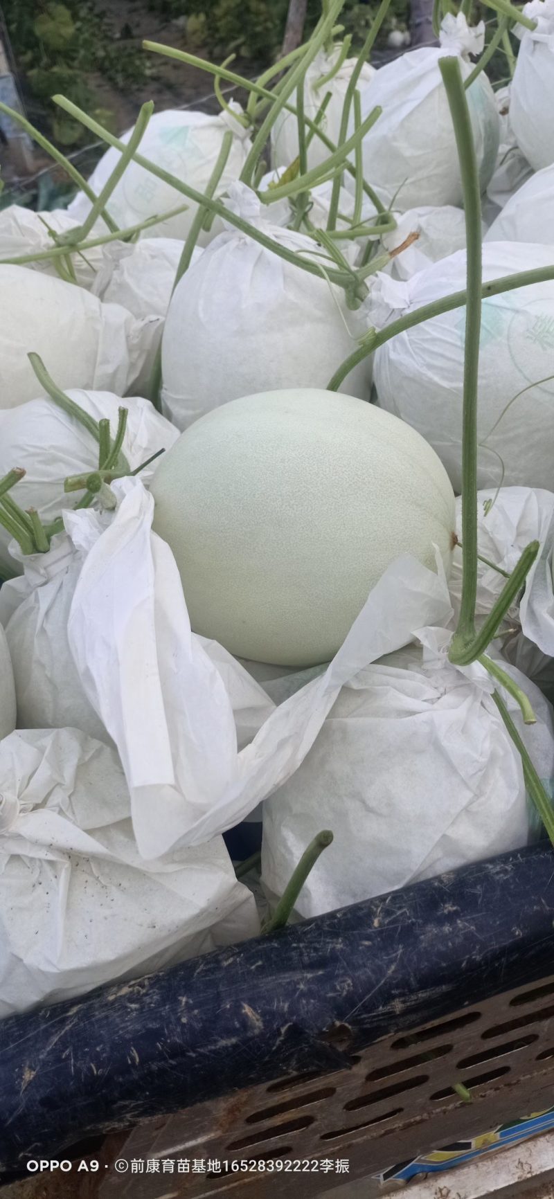 玉菇上市