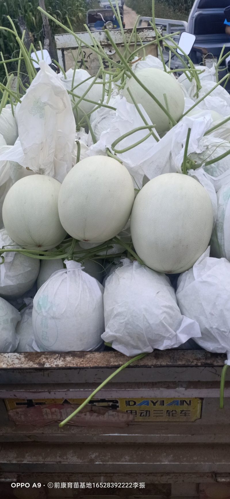 玉菇上市