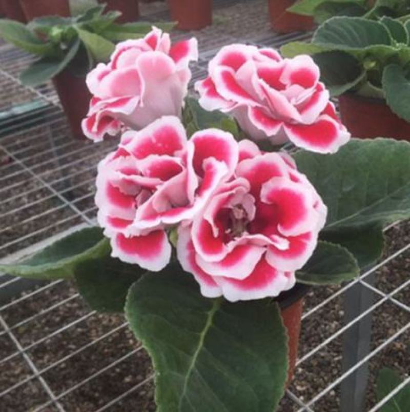 大岩桐花大岩桐种球岩桐大岩桐重瓣带花大岩桐花籽大岩桐花