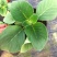 大岩桐花大岩桐种球岩桐大岩桐重瓣带花大岩桐花籽大岩桐花