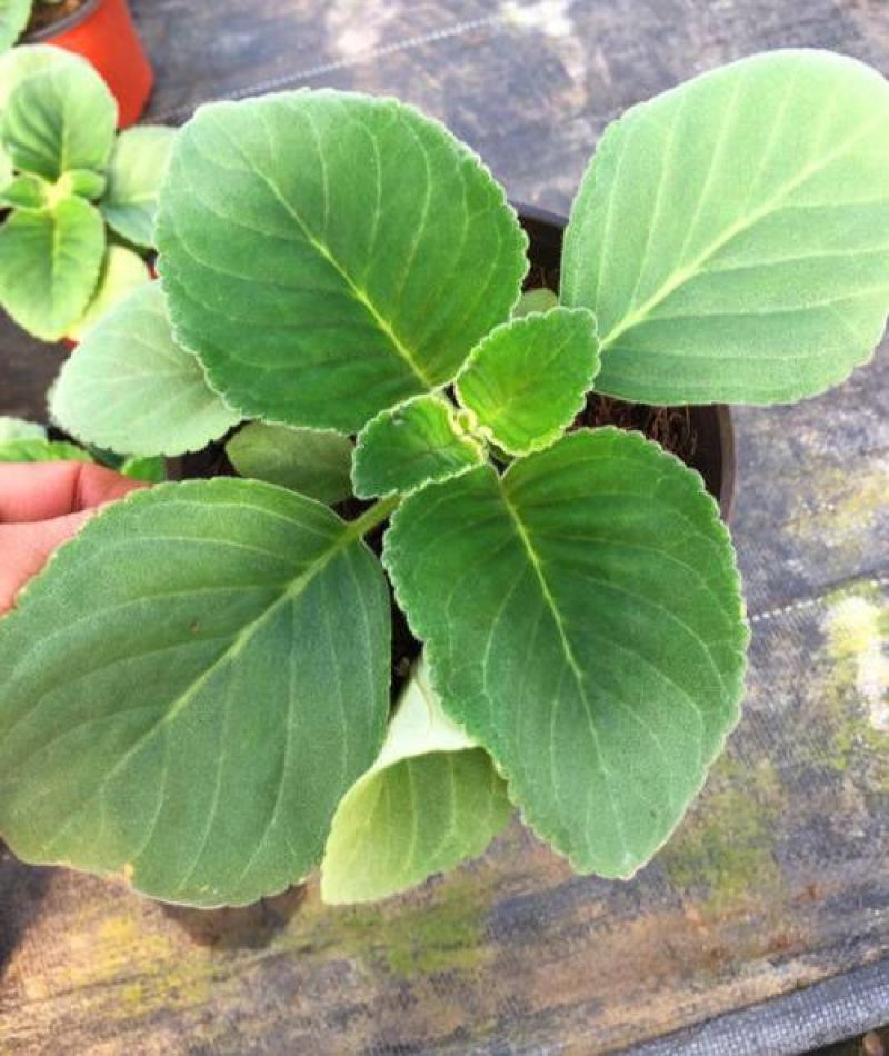 大岩桐花大岩桐种球岩桐大岩桐重瓣带花大岩桐花籽大岩桐花