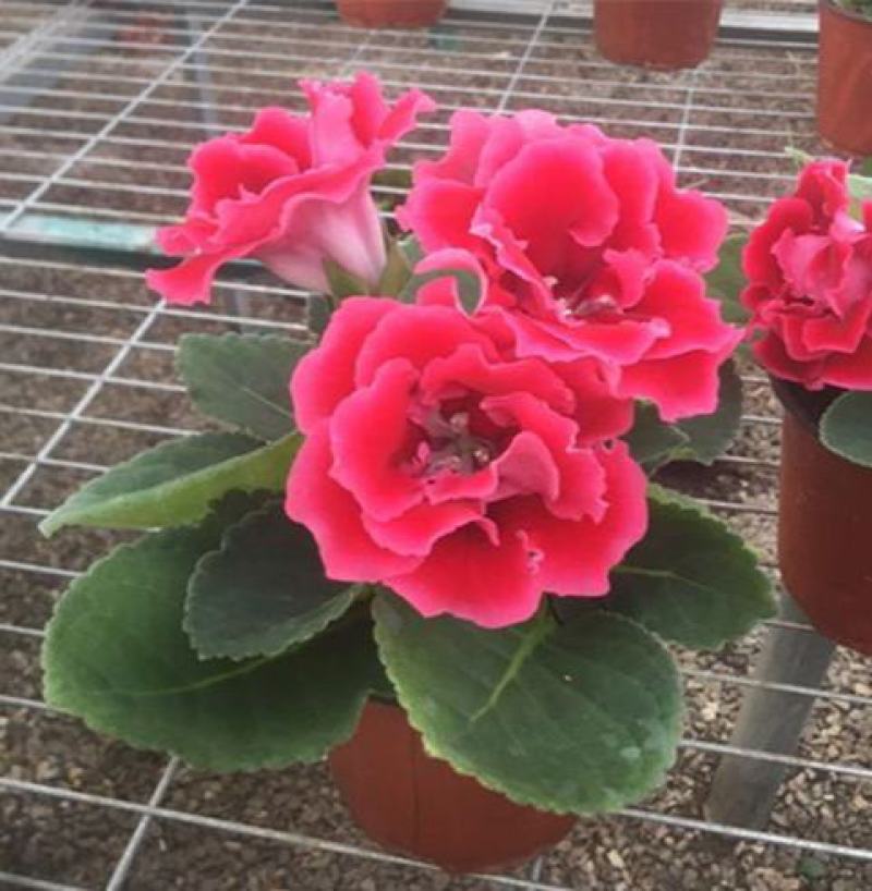 大岩桐花大岩桐种球岩桐大岩桐重瓣带花大岩桐花籽大岩桐花