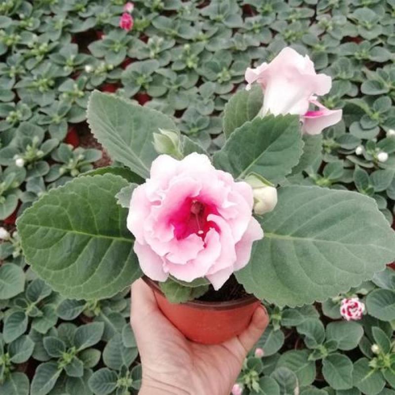 大岩桐花大岩桐种球岩桐大岩桐重瓣带花大岩桐花籽大岩桐花