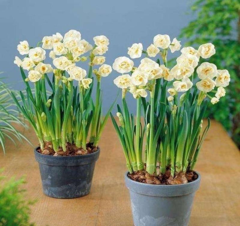 水仙花种球水培室内四季水养桌面阳台盆栽植物耐寒花种子