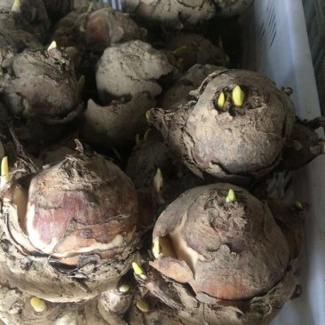 水仙花种球水培室内四季水养桌面阳台盆栽植物耐寒花种子