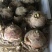 水仙花种球水培室内四季水养桌面阳台盆栽植物耐寒花种子