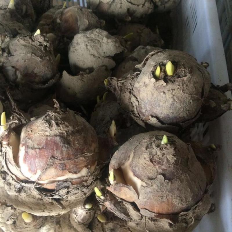 水仙花种球水培室内四季水养桌面阳台盆栽植物耐寒花种子