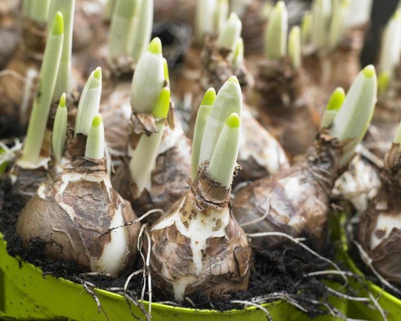 水仙花种球水培室内四季水养桌面阳台盆栽植物耐寒花种子