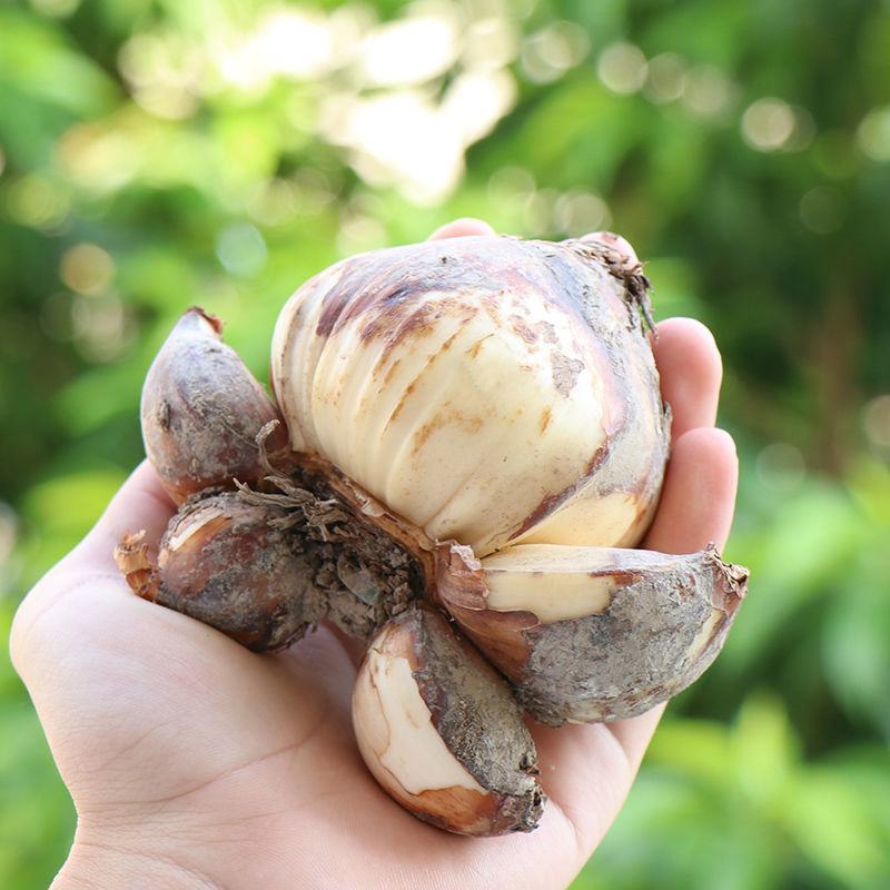 水仙花种球水培室内四季水养桌面阳台盆栽植物耐寒花种子